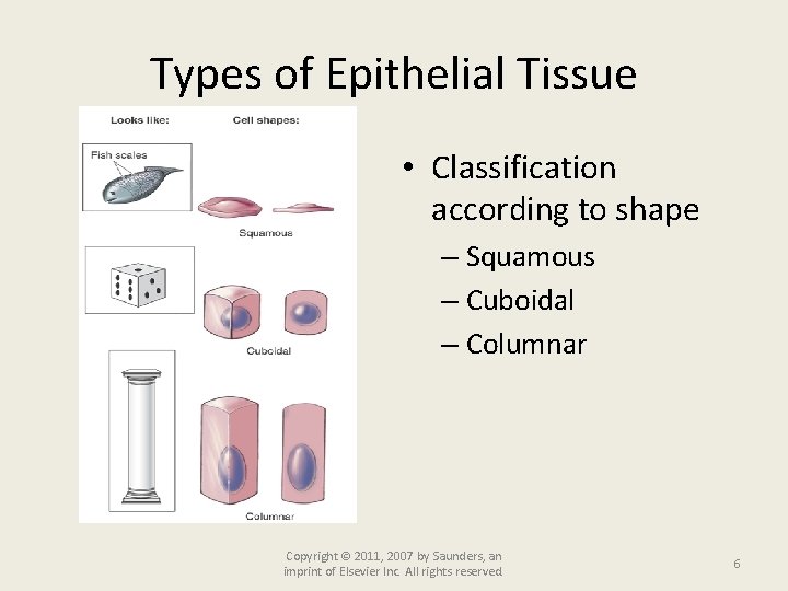 Types of Epithelial Tissue • Classification according to shape – Squamous – Cuboidal –
