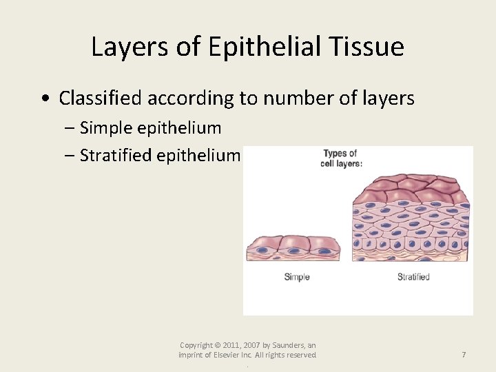 Layers of Epithelial Tissue • Classified according to number of layers – Simple epithelium