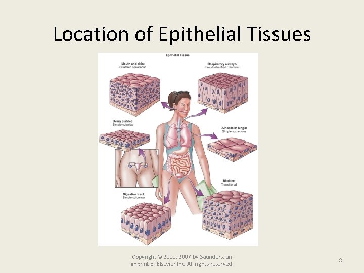 Location of Epithelial Tissues Copyright © 2011, 2007 by Saunders, an imprint of Elsevier