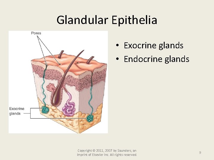 Glandular Epithelia • Exocrine glands • Endocrine glands Copyright © 2011, 2007 by Saunders,