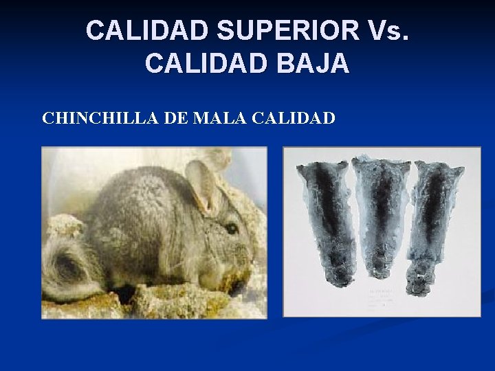 CALIDAD SUPERIOR Vs. CALIDAD BAJA CHINCHILLA DE MALA CALIDAD 