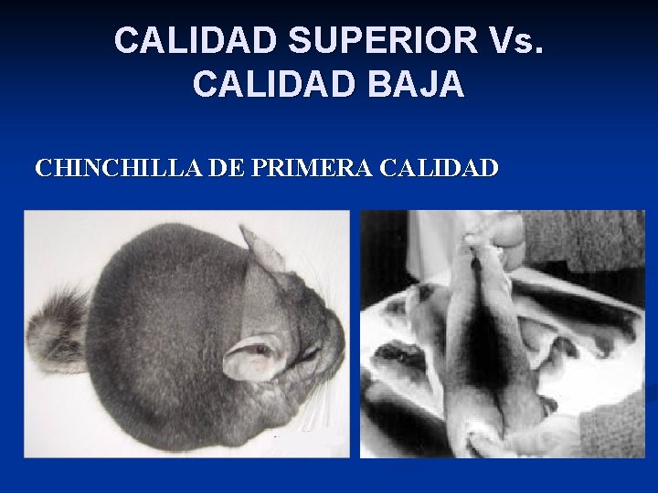 CALIDAD SUPERIOR Vs. CALIDAD BAJA CHINCHILLA DE PRIMERA CALIDAD 