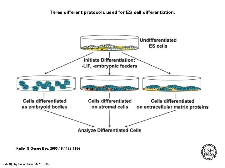 Three different protocols used for ES cell differentiation. Keller G Genes Dev. 2005; 19:
