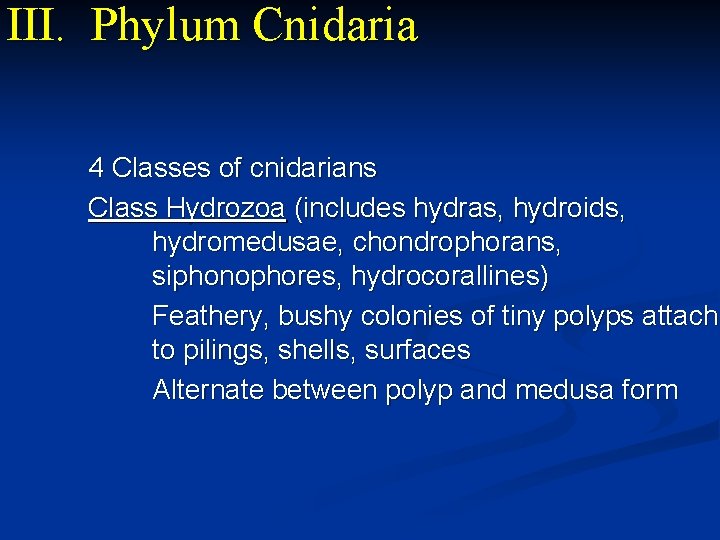 III. Phylum Cnidaria 4 Classes of cnidarians Class Hydrozoa (includes hydras, hydroids, hydromedusae, chondrophorans,