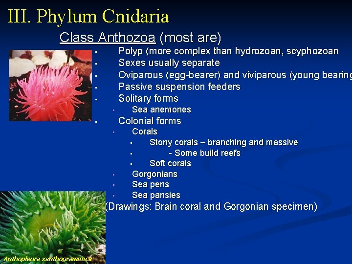 III. Phylum Cnidaria Class Anthozoa (most are) Polyp (more complex than hydrozoan, scyphozoan Sexes