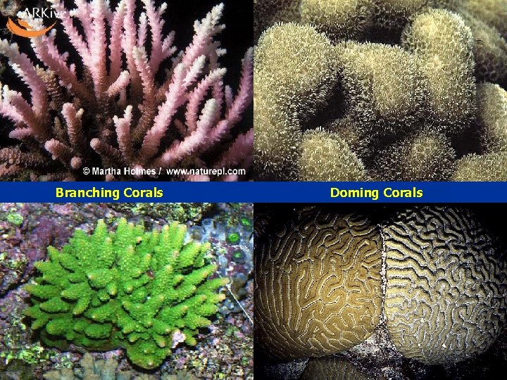 Branching Corals Doming Corals 