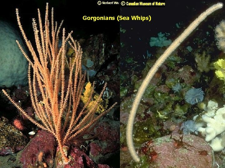 Gorgonians (Sea Whips) 