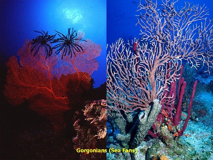 Gorgonians (Sea Fans) 