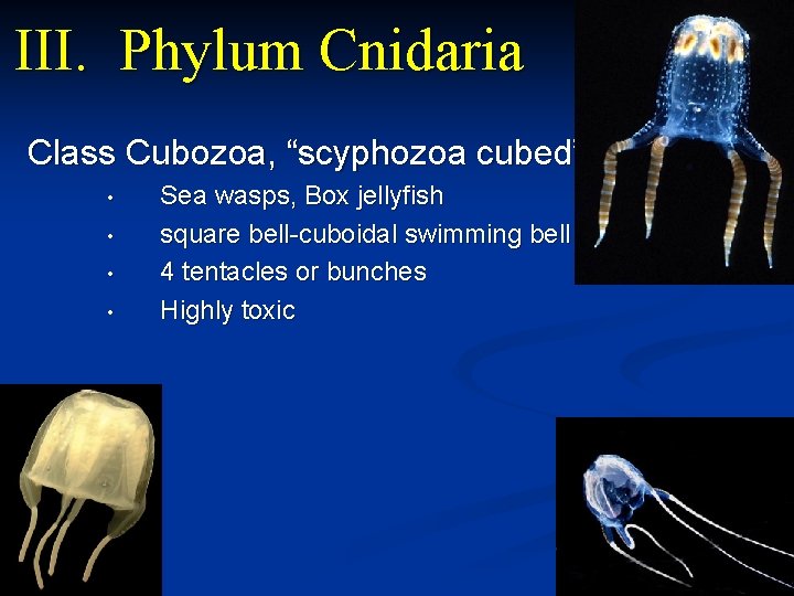 III. Phylum Cnidaria Class Cubozoa, “scyphozoa cubed” • • Sea wasps, Box jellyfish square