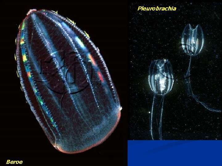 Pleurobrachia Beroe 