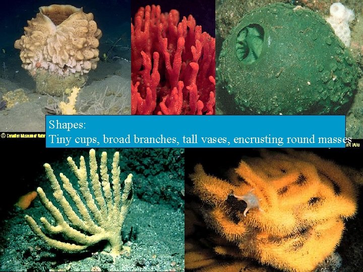 Shapes: Tiny cups, broad branches, tall vases, encrusting round masses 