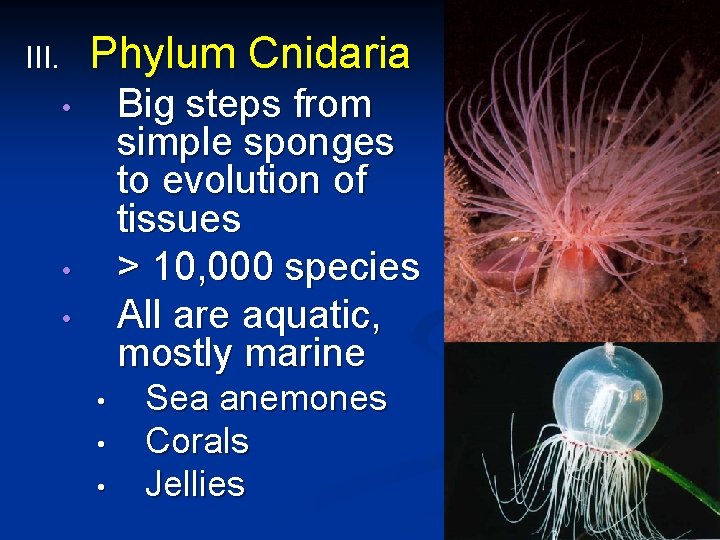 Phylum Cnidaria III. Big steps from simple sponges to evolution of tissues > 10,