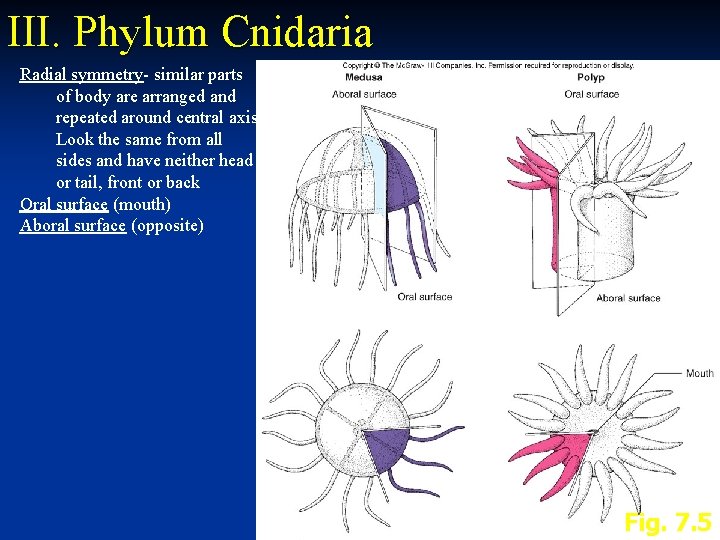 III. Phylum Cnidaria Radial symmetry- similar parts of body are arranged and repeated around