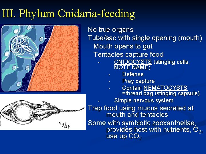 III. Phylum Cnidaria-feeding No true organs Tube/sac with single opening (mouth) Mouth opens to