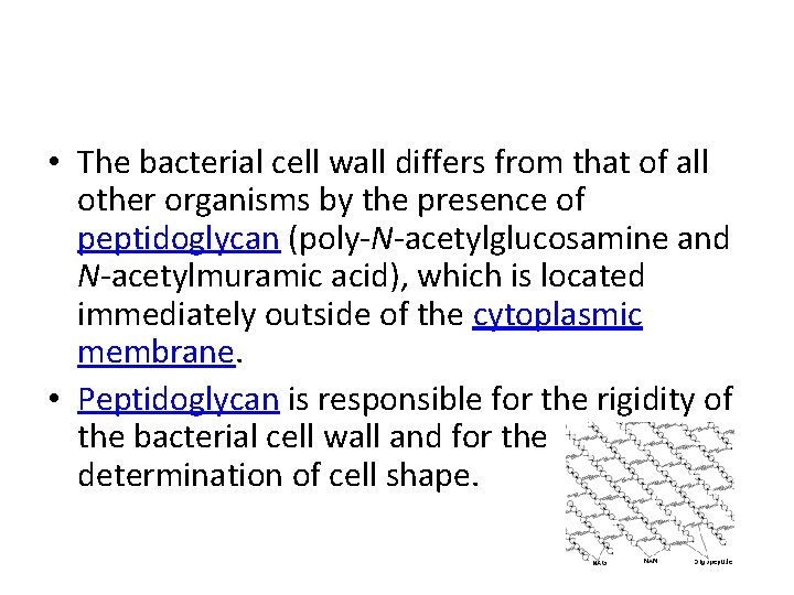  • The bacterial cell wall differs from that of all other organisms by