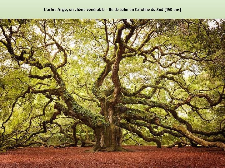 L’arbre Ange, un chêne vénérable – Ile de John en Caroline du Sud (450