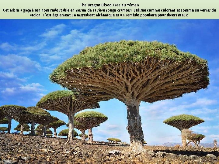 The Dragon Blood Tree au Yémen Cet arbre a gagné son nom redoutable en