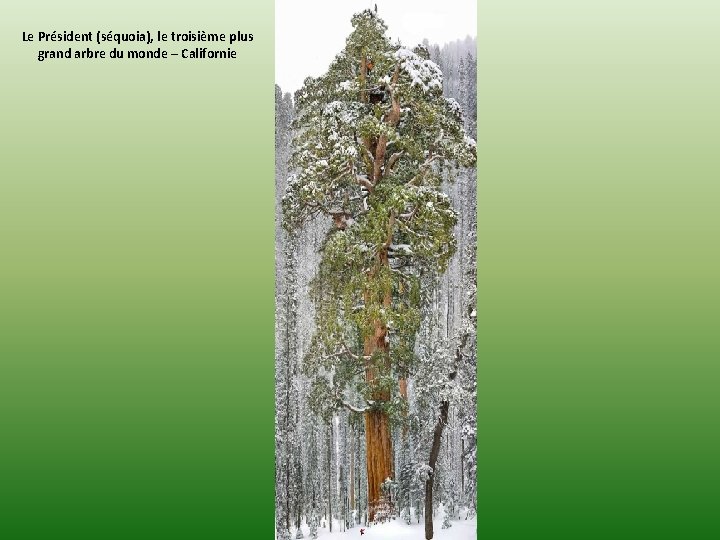Le Président (séquoia), le troisième plus grand arbre du monde – Californie 