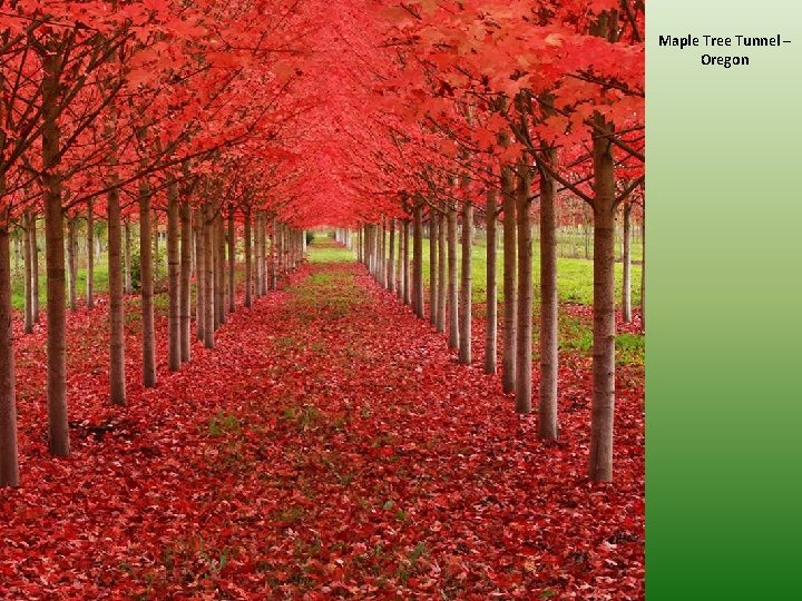 Maple Tree Tunnel – Oregon 