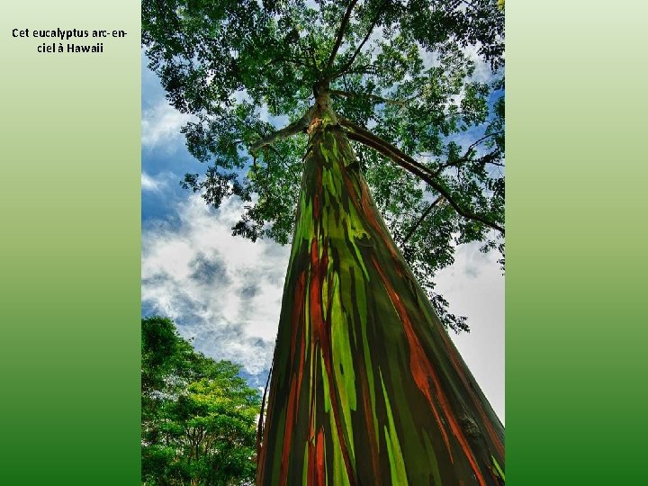 Cet eucalyptus arc-enciel à Hawaii 