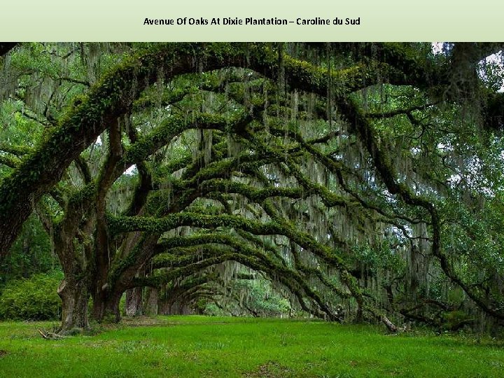 Avenue Of Oaks At Dixie Plantation – Caroline du Sud 