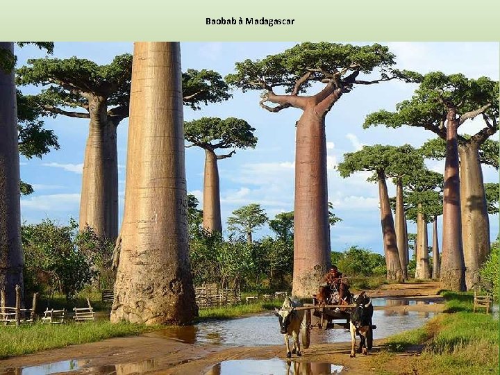 Baobab à Madagascar 
