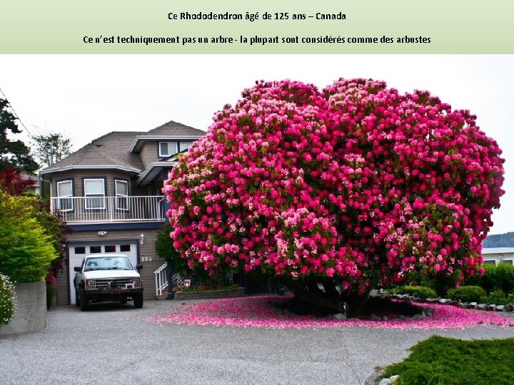 Ce Rhododendron âgé de 125 ans – Canada Ce n’est techniquement pas un arbre