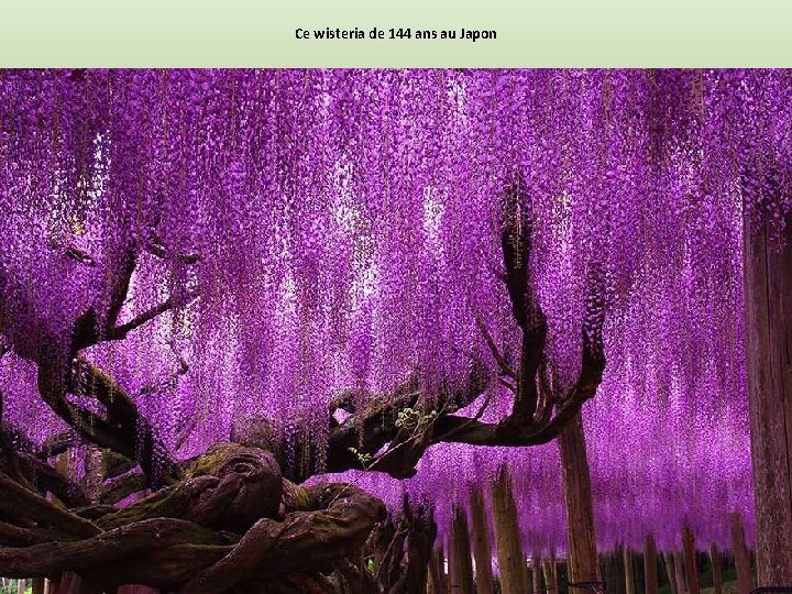 Ce wisteria de 144 ans au Japon 