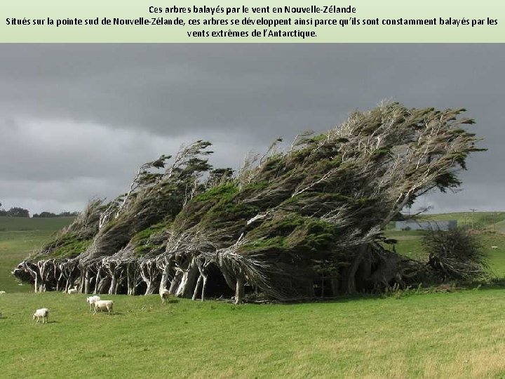 Ces arbres balayés par le vent en Nouvelle-Zélande Situés sur la pointe sud de