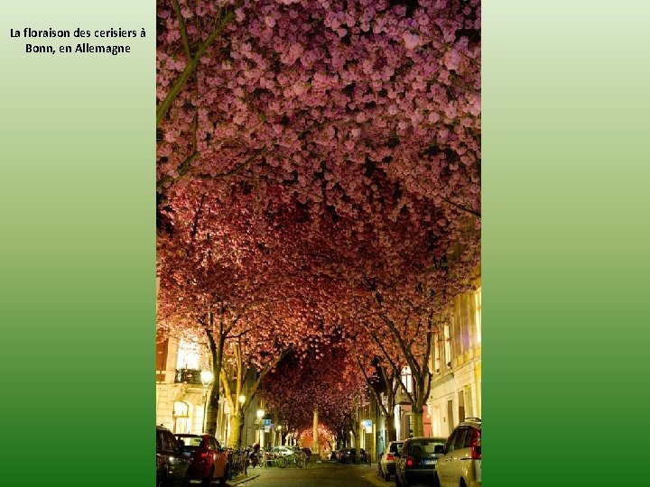 La floraison des cerisiers à Bonn, en Allemagne 