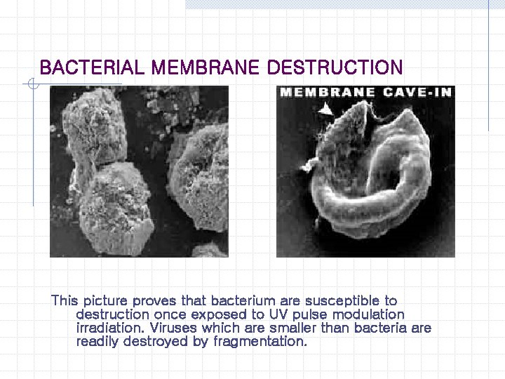 BACTERIAL MEMBRANE DESTRUCTION This picture proves that bacterium are susceptible to destruction once exposed