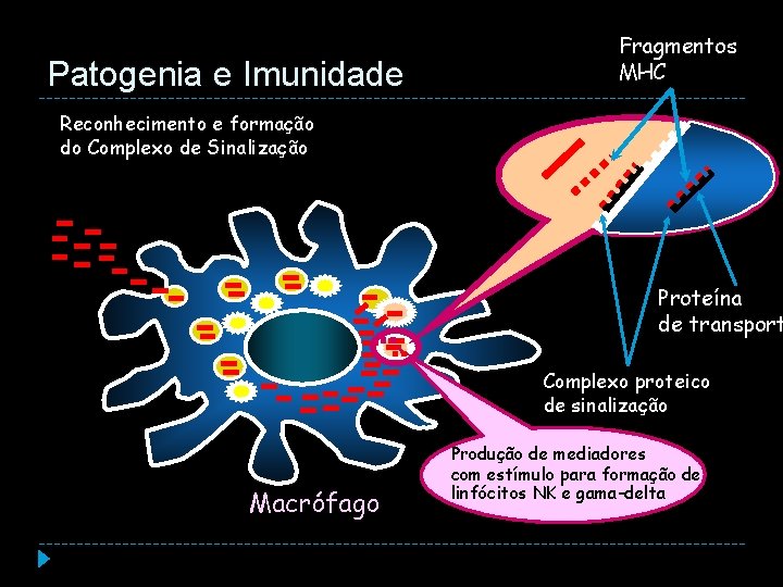 Patogenia e Imunidade Fragmentos MHC Reconhecimento e formação do Complexo de Sinalização Proteína de