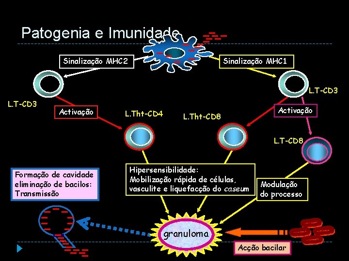 Patogenia e Imunidade Sinalização MHC 2 Sinalização MHC 1 Macrófago infectado L. T-CD 3