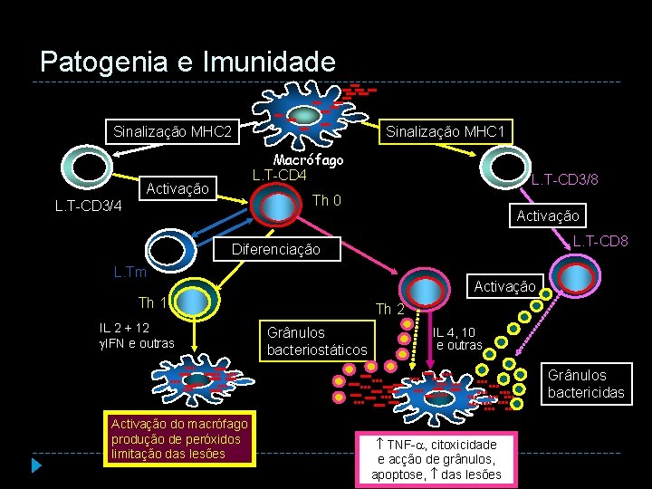 Patogenia e Imunidade Sinalização MHC 2 Sinalização MHC 1 Macrófago L. T-CD 4 Activação