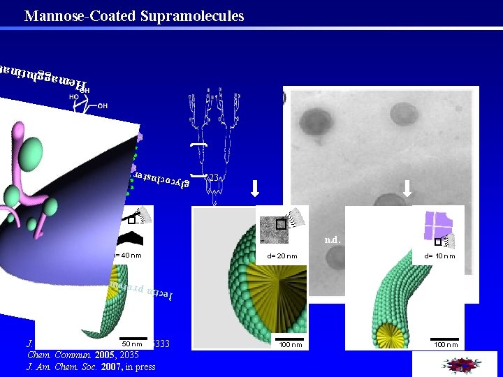 Mannose-Coated Supramolecules Hem a g g l u tina Vesicle ster 12 23 glycoc