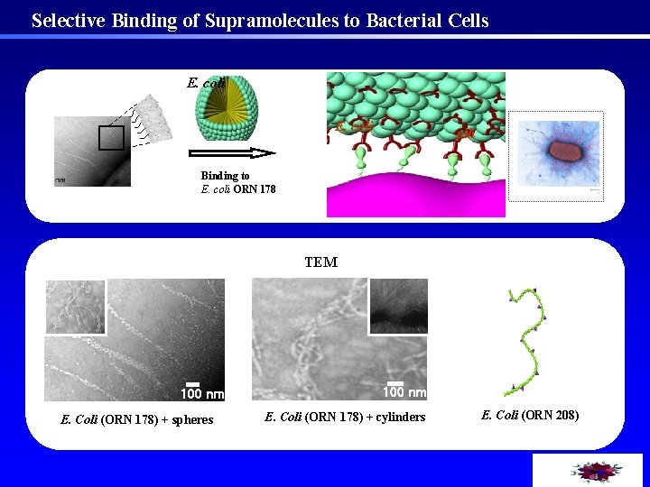 Selective Binding of Supramolecules to Bacterial Cells E. coli pili Binding to E. coli