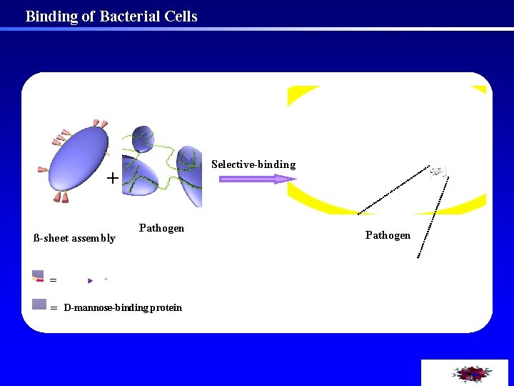 Binding of Bacterial Cells Selective-binding + ß-sheet assembly Pathogen = = D-mannose-binding protein Pathogen