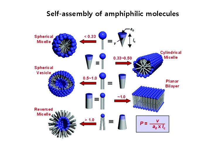 Self-assembly of amphiphilic molecules 