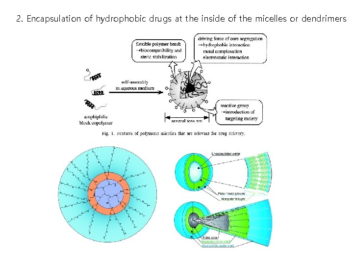 2. Encapsulation of hydrophobic drugs at the inside of the micelles or dendrimers 