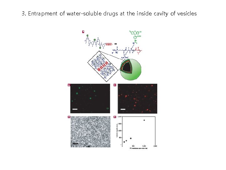 3. Entrapment of water-soluble drugs at the inside cavity of vesicles 