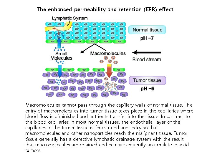 The enhanced permeability and retention (EPR) effect Macromolecules cannot pass through the capillary walls