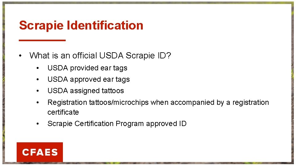 Scrapie Identification • What is an official USDA Scrapie ID? • USDA provided ear