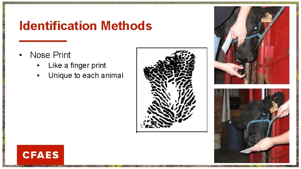 Identification Methods • Nose Print • • Like a finger print Unique to each