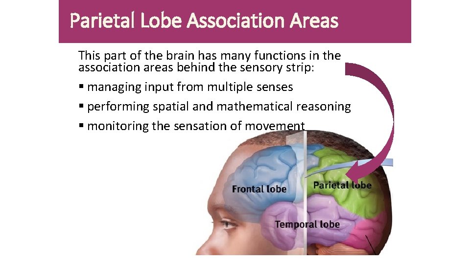 Parietal Lobe Association Areas This part of the brain has many functions in the