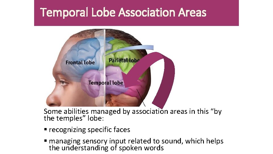 Temporal Lobe Association Areas Some abilities managed by association areas in this “by the