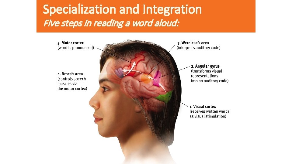 Specialization and Integration Five steps in reading a word aloud: 