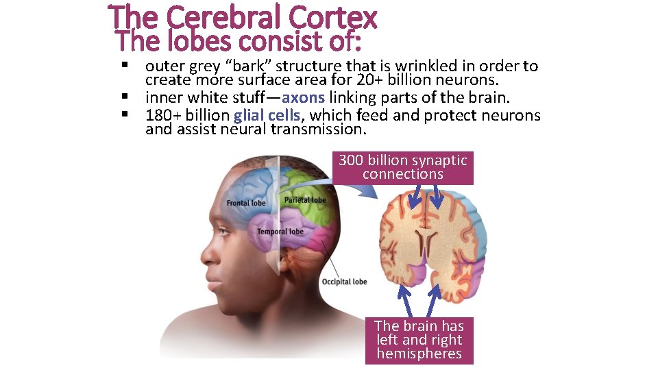 The Cerebral Cortex The lobes consist of: § outer grey “bark” structure that is