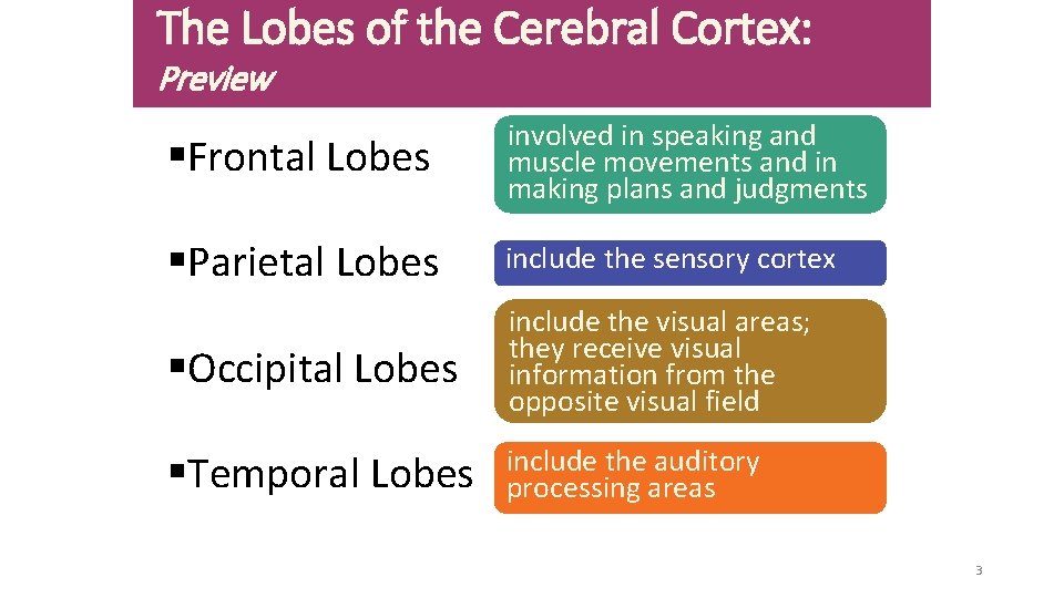 The Lobes of the Cerebral Cortex: Preview §Frontal Lobes involved in speaking and muscle