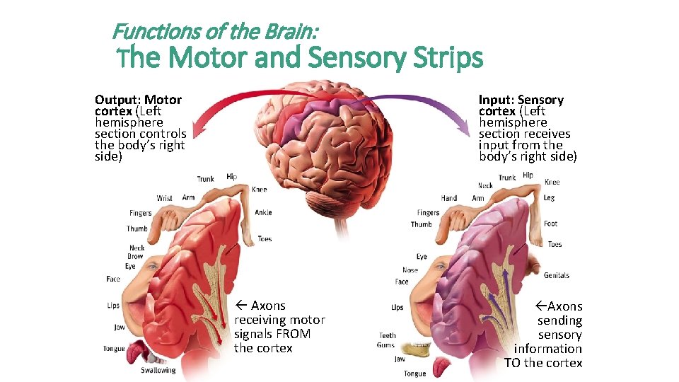 Functions of the Brain: The Motor and Sensory Strips Output: Motor cortex (Left hemisphere