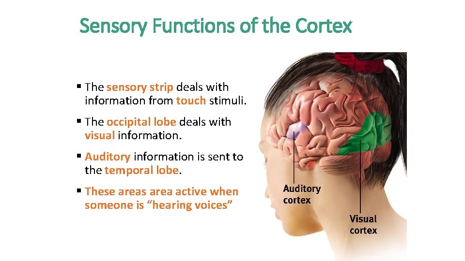 Sensory Functions of the Cortex § The sensory strip deals with information from touch